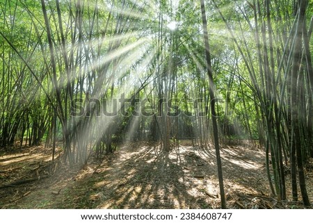 Abstract Tree Nature Background , Mystical green Bamboo forest with sun flare or ray of lights at Binh Duong, Vietnam.