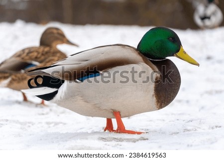 Portrait of a male wild duck in the winter season. Mallard ducks in the snow. Beautiful drake in the snow Royalty-Free Stock Photo #2384619563