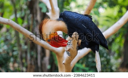 The toco tukan (Ramphastos toco) is a known species of bird in the tukan family. Writhed hornbill (Aceros leucocephalus)