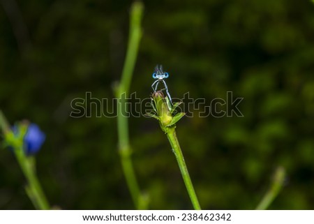 Dragonfly resting on a branch 