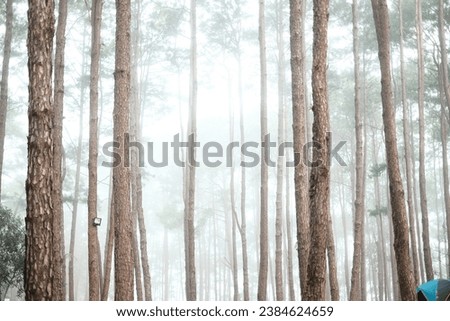 No.92 collection 4 Fog in the winter forest