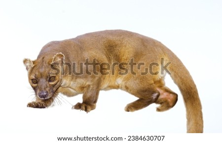 Fossa: The fossa is a carnivorous mammal native to Madagascar. It looks like a cross between a cat and a mongoose and is the largest predator on the island. Despite its cat-like appearance, it's more  Royalty-Free Stock Photo #2384630707