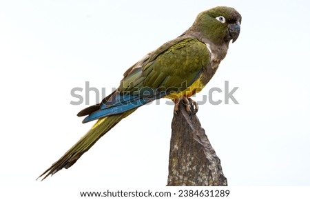 Kakapo: The kakapo, also known as the night parrot or owl parrot, is a critically endangered parrot species native to New Zealand. It's known for its nocturnal habits, large size, and inability to fly Royalty-Free Stock Photo #2384631289