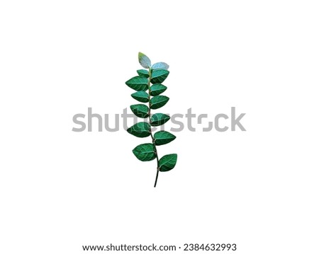 The white background in the picture is a small ivy species with small round green leaves and thick and rough leaves. The white background in the picture is a small ivy species with small round green l