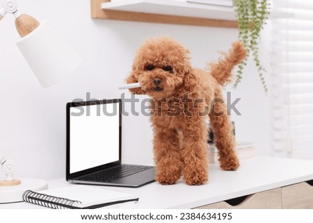 Cute Maltipoo dog chewing pen on desk near laptop at home