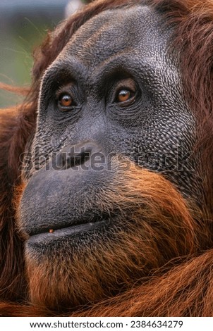 Sumatran Orang-utan - Pongo abelii, portrait of beautiful hominid primate from Sumatran forests, Indonesia. Royalty-Free Stock Photo #2384634279