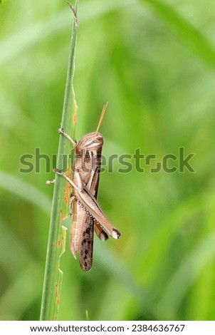 Japanese Locust (Patanga japonica) clinging to the grass stem (Sunny outdoor field, closeup macro photography)
