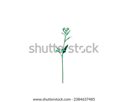 Pictured is a weed. The stem and leaves are a small plant with young leaves, long oval stems and leaves, green, and white and purple flowers.