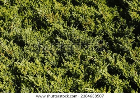Evergreen texture. Conifer bush background. Fir pattern. Decorative shrub wall. Plant needles pattern. Sunny coniferous bush tree garden. Royalty-Free Stock Photo #2384638507