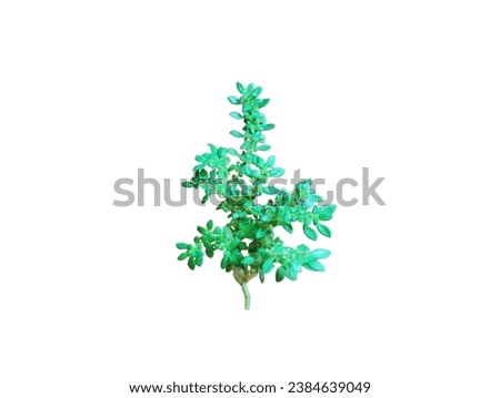 In the picture is a type of weed with green leaves and small green fruits flanking the branches and stems. It is a water-sucking weed that is used to cover the ground and beautify it.