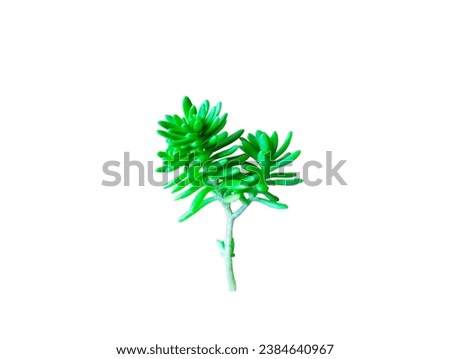 The white background in the picture is a type of aquatic weed with bright green leaves that are round and oval in shape, stacked in layers and in small bunches.