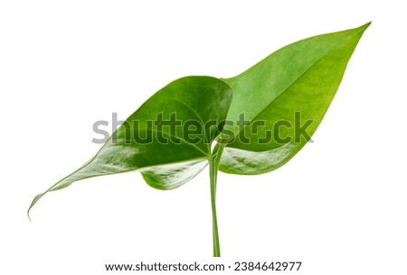 Flamingo , Anthurium sweet dream flower isolated on white background, with clipping path                                  Royalty-Free Stock Photo #2384642977