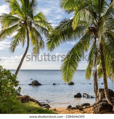 Beautiful landscape of coconut trees (Cocos nucifera) on Anini Beach on a beautiful sunny day in Kauai, Hawaii, United States.
