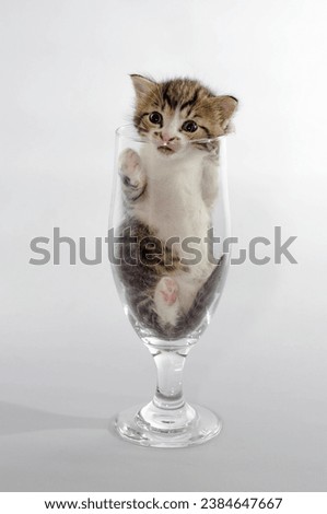 small blue-eyed kitten color tabby sitting in a clear beer glass