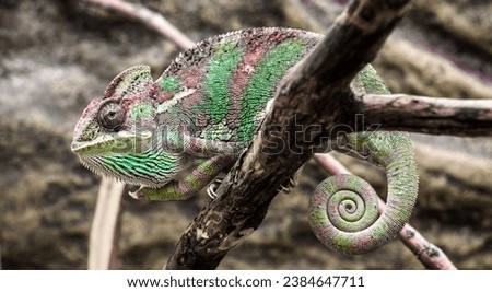 bright female Yemen chameleon sits on a branch on a yellow background