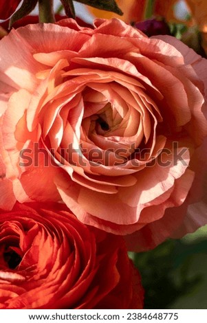 Pink Garden Buttercup Flower Close Up. High-Quality Stock Photos