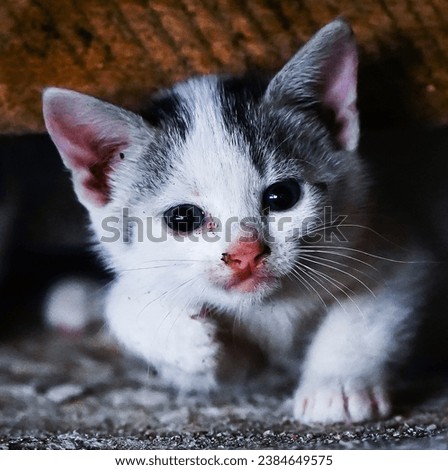 Kittens. Portraits with cats. White, black kittens. Motherly love.