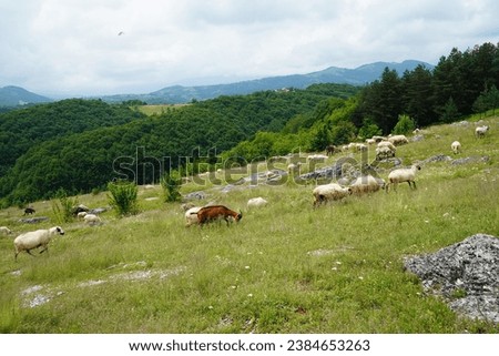 Flock of sheep on the mountain. Shepherding. Sheep grazing the grass. Transhumance. Daytime photography.
