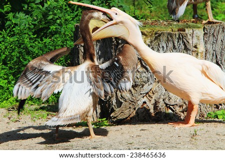 Pelicans are a large water birds. Mother pelican feeds its young fish caught and digested