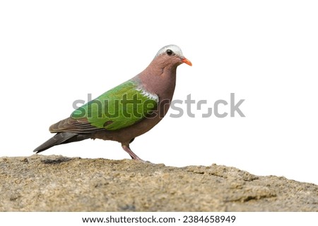  Common Emerald Dove bird isolated on white background with clipping path.