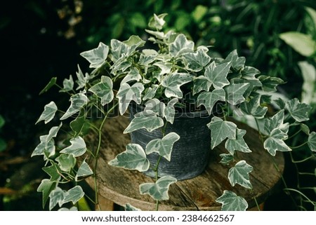 variegated ivy vine in black pot Royalty-Free Stock Photo #2384662567