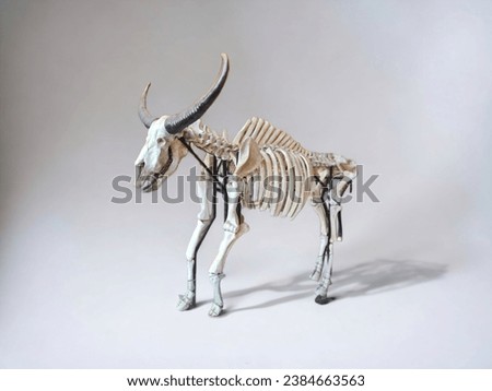 Isolated picture of bull skeleton