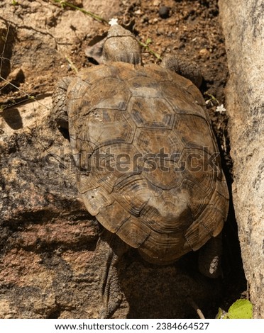 The Pancake Tortoise is a rare endemic species restricted to koppie areas in East Africa. The carapace is unique in that it is semi-flexible, enabling them to seek refuge in rocky crevasses, Royalty-Free Stock Photo #2384664527