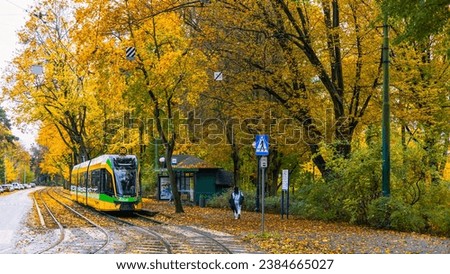 Tram Rides on the Rails Covered with Yellow Leaves in Autumn Day Along a City Street. Poland, Poznan, Solacz
