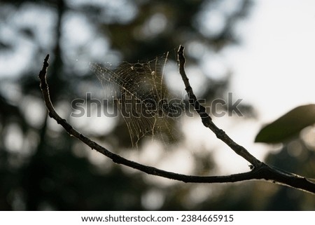 This is a photo of a spider web delicately spun on a branch in a forest setting. The web, which is the focus of the image, is located on the right side of the curved, brown branch.