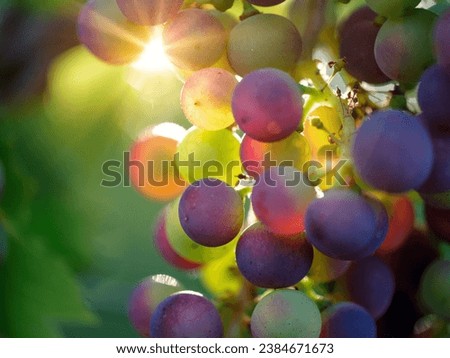 Close up of grapes hanging on branch. Hanging grapes. Grape farming. Grapes farm. Tasty green grape bunches hanging on branch. Grapes. Close-up of a blue grape hanging in a vineyard Royalty-Free Stock Photo #2384671673