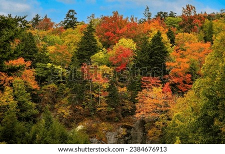 Colorful autumn foliage of forest trees. Autumn forest trees. Autumn foliage. Autumn trees