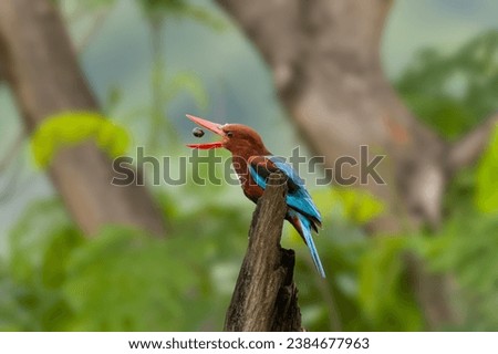 White-throated Kingfisher having a morning snack