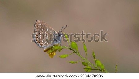 tiny butterfly on green plant, Neolycaena soezen, Soezen`s Pseudocopper