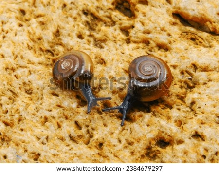 Glass snail (Oxychilus translucidus) a species of small land snail, a terrestrial pulmonate gastropod mollusk in the family Oxychilidae, the glass snails Royalty-Free Stock Photo #2384679297