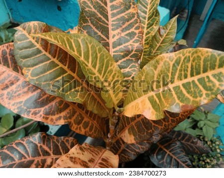 The leaves have a combination of red, yellow and black which makes the leaves look very beautiful

