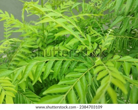 fresh and healthy green leaves 