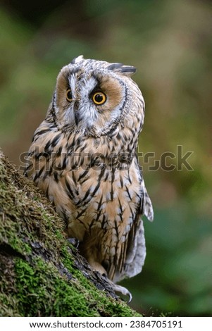 A close up portrait of a Long Eared Owl (Asio otus) bird of prey.