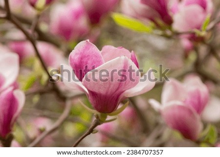 Beautiful magnolia tree blossoms in springtime. Jentle magnolia flower against sunset light. Romantic creative toned floral background.