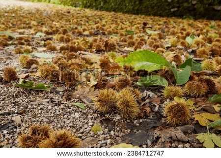 On a driveway in the North Yorkshire Dales, a carpet of ripe sweet chestnuts blown down by storm Babet. England, UK