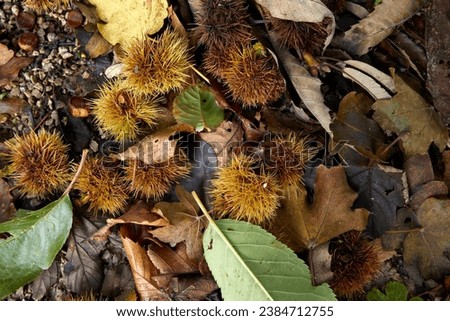 On a driveway in the North Yorkshire Dales, a carpet of ripe sweet chestnuts blown down by storm Babet. England, UK