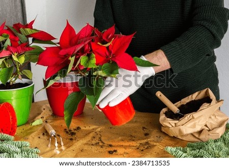 Transplanting Poinsettia Christmas Flowers into red and green pots, man transplanting flowers, home decoration at Christmas,Merry Christmas Concept Royalty-Free Stock Photo #2384713535