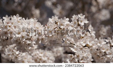 Branches of blossoming cherry macro with soft focus on gentle light blue sky background in sunlight with copy space. Beautiful floral image of spring nature panoramic view.