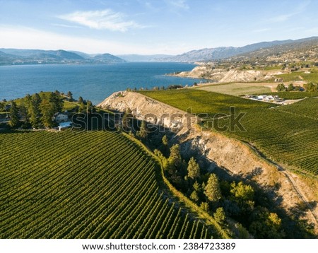 Drone aerial view Canadian landscape of an organic winery vineyard and Okanagan Lake located in the Okanagan Valley in British Columbia, Canada.