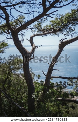 Shot of a ship framed by two trees from the Gibraltar nature reserve