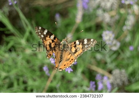 variegated orange butterfly in a blooming meadow