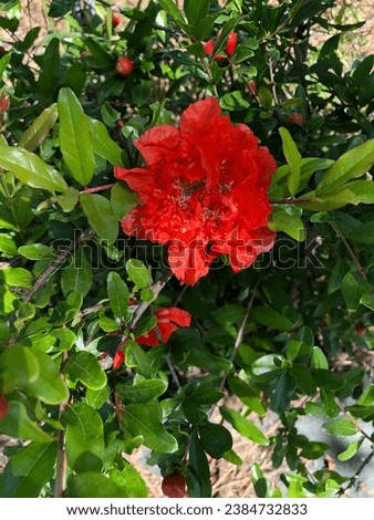 Closeup beautiful Red Flower of pomegranate or  Punica protopunica and blooming fruits tree in Rousset French, commonly known as the pomegranate tree or Socotran pomegranate, or bunga buah delima