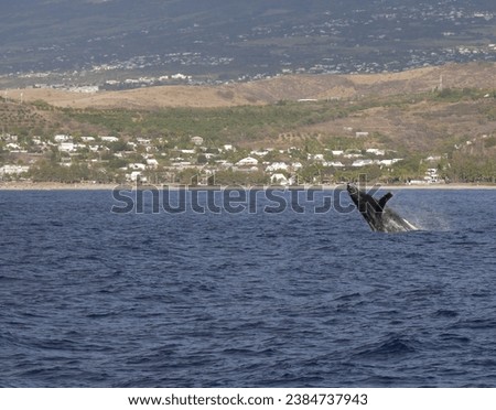 Breaching behavior of humpback whale near the beach in Reunion island, France