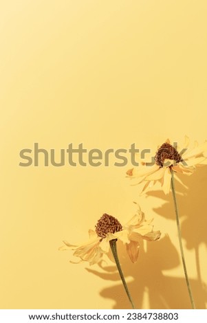 Floral Autumn composition dried flowers Cosmos at sunlight, yellow monochrome background. Autumn, fall concept, season nature still life, dry blooming flowers casting shadows, minimal flat lay pattern