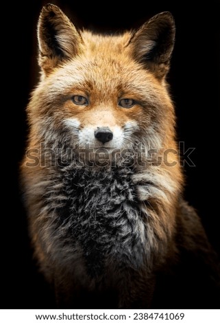 A image of Red fox