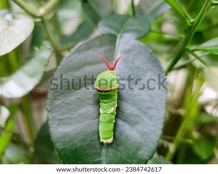 A big green caterpillar was crawling on the leaves.